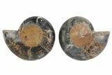 Black, Cut & Polished Ammonite - Crystal Filled #166727-1
